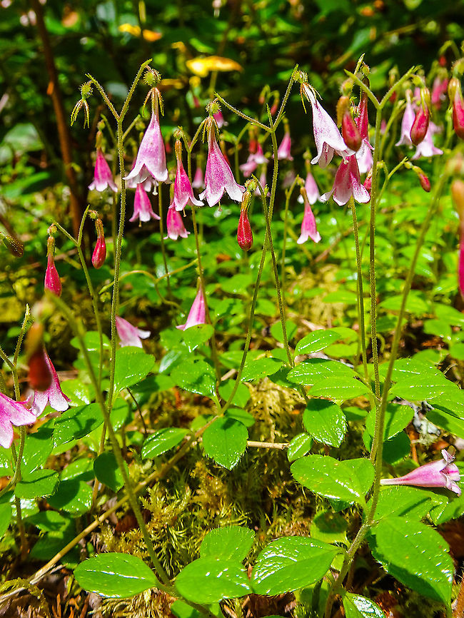 A Twinflower Profusion. These flowers produce for their size a lovely fragrance that fills the still evening air. Too bad we were there in the sunny afternoon! Canada,Geotagged,Linnaea borealis,Spring