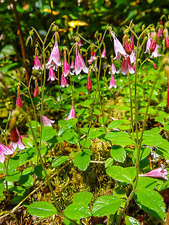 A Twinflower Profusion. These flowers produce for their size a lovely fragrance that fills the still evening air. Too bad we were there in the sunny afternoon! Canada,Geotagged,Linnaea borealis,Spring