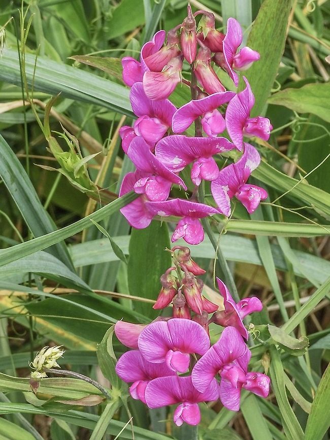 Beach Pea At this beach it was seemingly all over! Beach Pea,Canada,Geotagged,Lathyrus japonicus,Spring