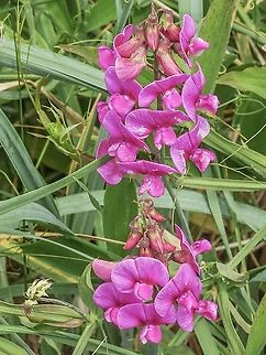 Beach Pea At this beach it was seemingly all over! Beach Pea,Canada,Geotagged,Lathyrus japonicus,Spring