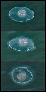 Moon Jelly Not fish, so not jellyfish! These were viewed from our deck and were quite large- 30cm in diameter. They were also very actively feeding, undulating up and down in the water. Aurelia labiata,Canada,Geotagged