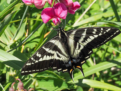 A Pale Swallowtail Enjoying Beach Pea Blossoms. While we were enjoying the sunshine on the beach this butterfly was flitting amongst the many Beach Pea flowers. Canada,Geotagged,Pale Swallowtail,Papilio eurymedon,Spring