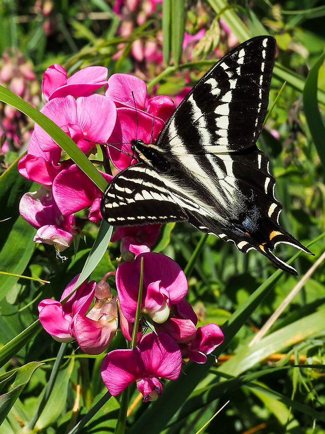 A Papilio eurymedon Enjoying the Blossoms of Lathyrus japonicus. Quite a lovely sight! So lucky to see it! Canada,Geotagged,Pale Swallowtail,Papilio eurymedon,Spring