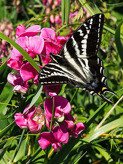 A Papilio eurymedon Enjoying the Blossoms of Lathyrus japonicus. Quite a lovely sight! So lucky to see it! Canada,Geotagged,Pale Swallowtail,Papilio eurymedon,Spring