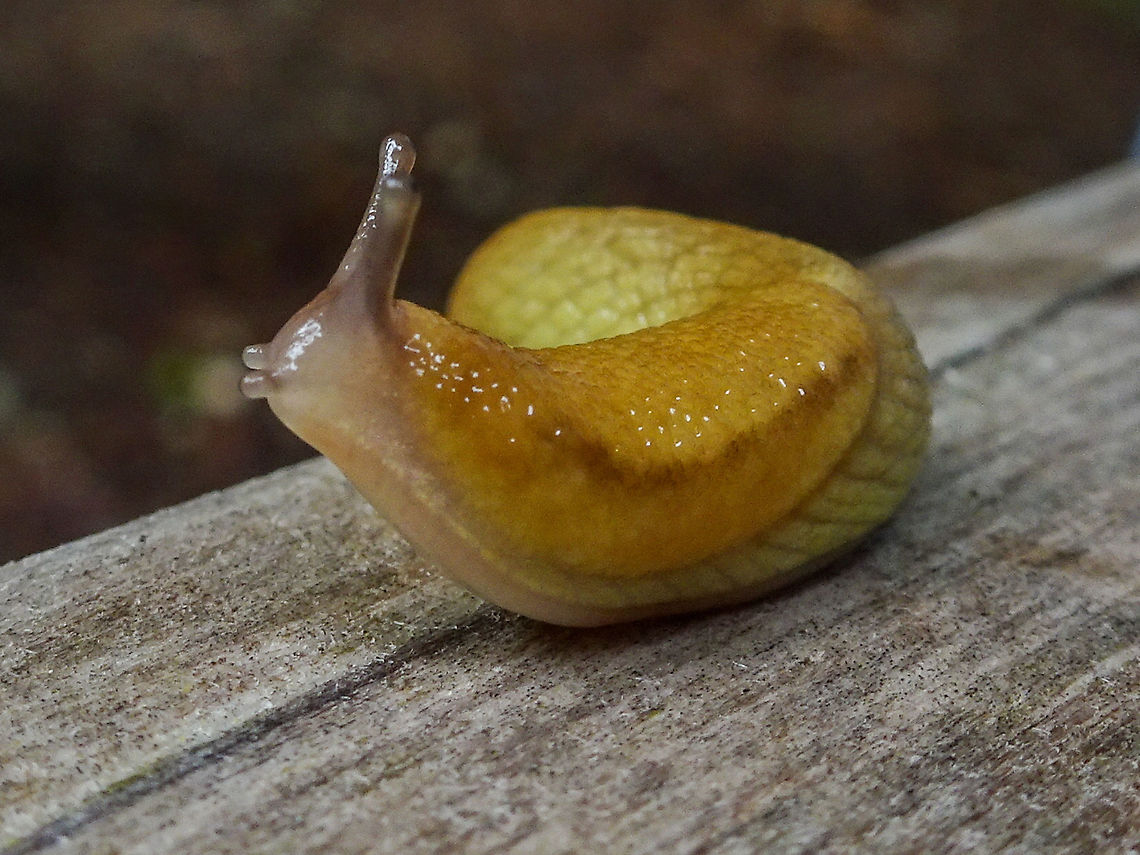 A Small Land Snail It could possibly be Prophysaon andersonii (Reticulate Taildropper). This little fellow was about 25-30mm long and was on a bench beside the trail. Too cute to be called a &ldquo;slug&rdquo;!                            Canada,Geotagged,Prophysaon andersoni,Spring