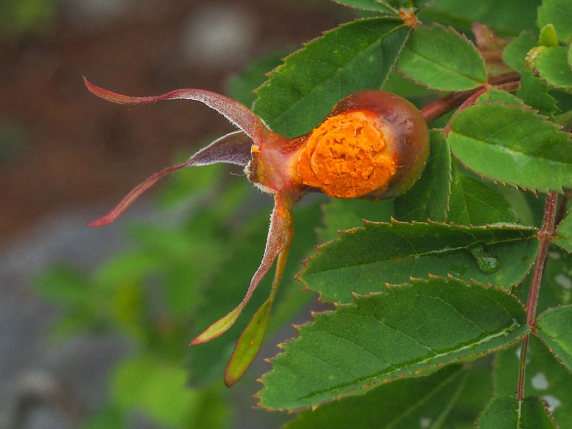 A Rust Fungus On A Developing Rose Hip. Phragmidium mucronatum is a rust fungus found on most species of wild roses. In this case possibly Rosa eglanteria or Sweetbriar Rose. Canada,Geotagged,Phragmidium mucronatum,Summer