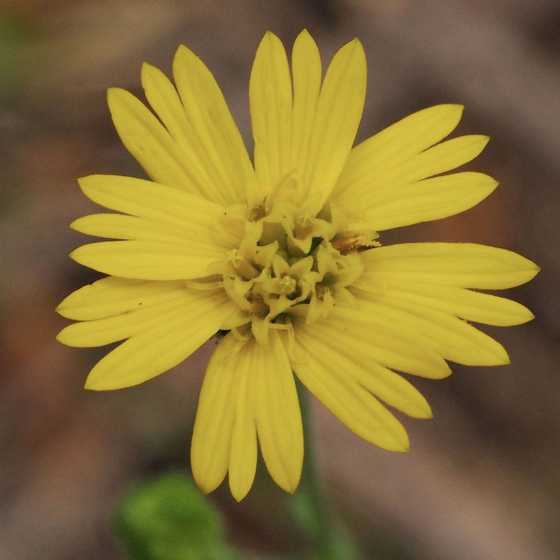 A Woodland Madia Flower Found growing in an open area of a mixed forest.<br />
<figure class="photo"><a href="https://www.jungledragon.com/image/96607/anisocarpus_madioides_the_woodland_madia.html" title="Anisocarpus madioides, the Woodland Madia."><img src="https://s3.amazonaws.com/media.jungledragon.com/images/2839/96607_thumb.jpeg?AWSAccessKeyId=05GMT0V3GWVNE7GGM1R2&Expires=1769040010&Signature=1rKyAfi9pFM6ZD0ZLUAj%2FJxSjJw%3D" width="114" height="152" alt="Anisocarpus madioides, the Woodland Madia. There were quite a few of these plants in an open area that had been disturbed quite a few years ago.     <br />
https://www.jungledragon.com/image/96606/a_woodland_madia_flower.html Anisocarpus madioides,Canada,Geotagged,Summer,Woodland Madia" /></a></figure> Anisocarpus madioides,Canada,Geotagged,Summer,Woodland Madia