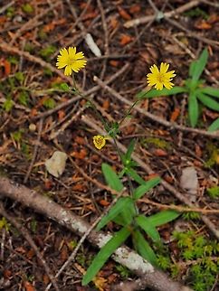 Anisocarpus madioides, the Woodland Madia. There were quite a few of these plants in an open area that had been disturbed quite a few years ago.     
https://www.jungledragon.com/image/96606/a_woodland_madia_flower.html Anisocarpus madioides,Canada,Geotagged,Summer,Woodland Madia