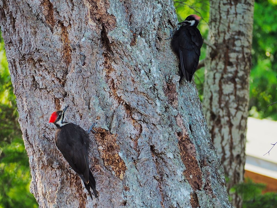 Mom and Junior Looking for Breakfast! An adult and juvenile Pileated Woodpecker searching for insects in the bark of an old Douglas Fir tree next to the path on the way to the woodshed. Interesting to see the lighter coloured &ldquo;head apparel&rdquo; in this year&rsquo;s youngster. Canada,Dryocopus pileatus,Geotagged,Pileated Woodpecker,Summer