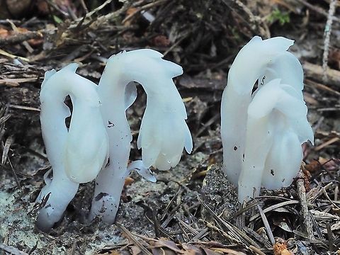 Ghost Plant... ... good name! 
These were sprouting in an otherwise barren space in a mixed forest.  Canada,Geotagged,Ghost Plant,Monotropa uniflora,Summer