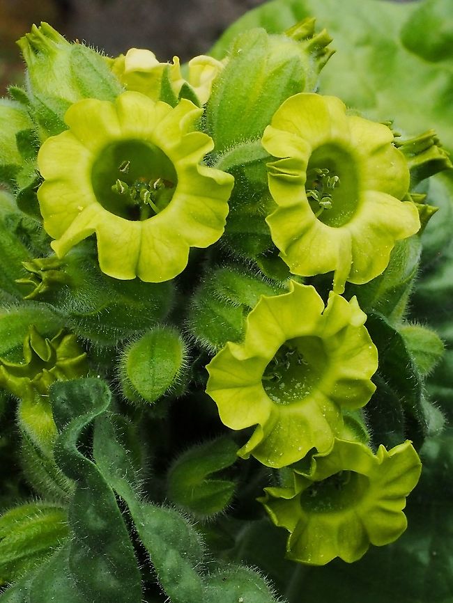 Aztec Tobacco, Nicotiana rustica. We grew this plant outside out &ldquo;deer protected&rdquo; area and it has survived well. A few of the younger deer have nibbled on a few leaves but have obviously not liked the taste because the remains of the leaves have been left beside the plant. We do not plan on making any cigars! Canada,Geotagged,Nicotiana rustica,Summer