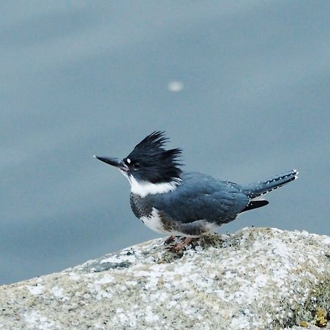 A Young Belted Kingfisher. This fellow, probably a male, was trying to fish from the rocks below our deck.     Belted kingfisher,Canada,Geotagged,Megaceryle alcyon,Summer