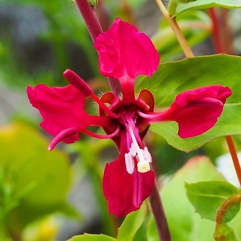 Elegant Clarkia Just one of the many wildflower blossoms coming from our seeds planted this year.  Canada,Clarkia unguiculata,Elegant Clarkia,Geotagged,Summer