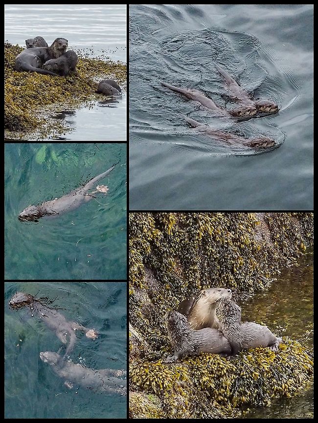 A Family Visit. A family of Lontra canadensis, mom and three kids, who came for a visit this morning.  Canada,Geotagged,Lontra canadensis,North American river otter