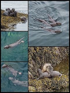 A Family Visit. A family of Lontra canadensis, mom and three kids, who came for a visit this morning.  Canada,Geotagged,Lontra canadensis,North American river otter