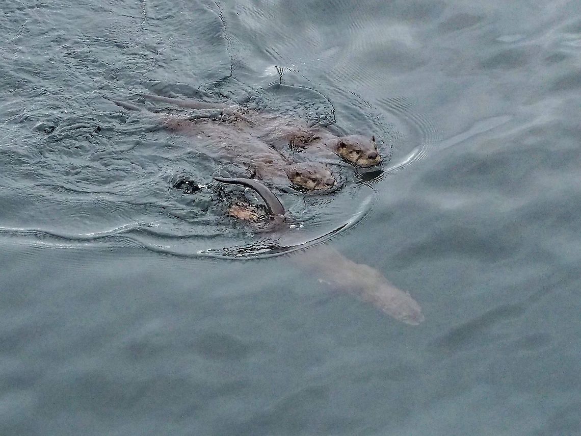 River Otters in the Ocean! Mom and two of her three kits swimming under our deck. They definitely swim with their eyes open! Canada,Geotagged,Lontra canadensis,North American river otter,Summer