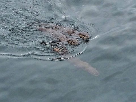 River Otters in the Ocean! Mom and two of her three kits swimming under our deck. They definitely swim with their eyes open! Canada,Geotagged,Lontra canadensis,North American river otter,Summer