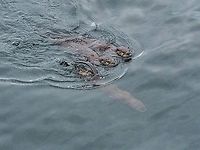 River Otters in the Ocean! Mom and two of her three kits swimming under our deck. They definitely swim with their eyes open! Canada,Geotagged,Lontra canadensis,North American river otter,Summer