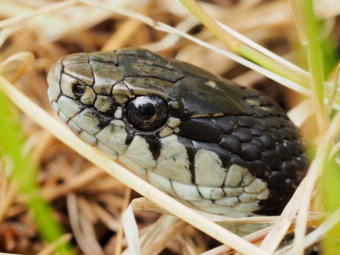 A Head Shot! This Wandering Garter Snake allowed me to get very close. Canada,Geotagged,Summer,Thamnophis elegans,Thamnopsis elegans vagrans,Western terrestrial garter snake