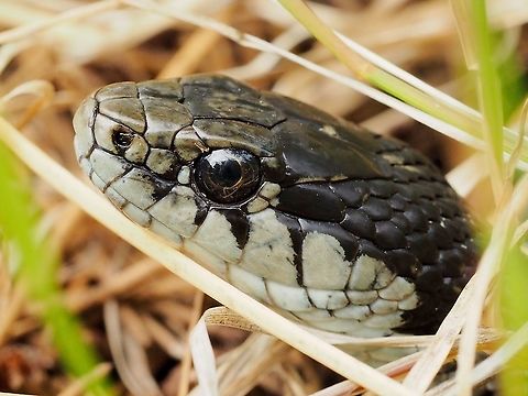A Head Shot! This Wandering Garter Snake allowed me to get very close. Canada,Geotagged,Summer,Thamnophis elegans,Thamnopsis elegans vagrans,Western terrestrial garter snake