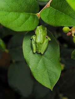 If I Don’t Move, You Can’t See Me! A Pacific Tree Frog resting on a salal leaf.      
https://www.jungledragon.com/image/97751/please_do_not_disturb.html Canada,Geotagged,Pacific tree frog,Pseudacris regilla,Summer