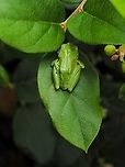 If I Don’t Move, You Can’t See Me! A Pacific Tree Frog resting on a salal leaf.      <br />
https://www.jungledragon.com/image/97751/please_do_not_disturb.html Canada,Geotagged,Pacific tree frog,Pseudacris regilla,Summer