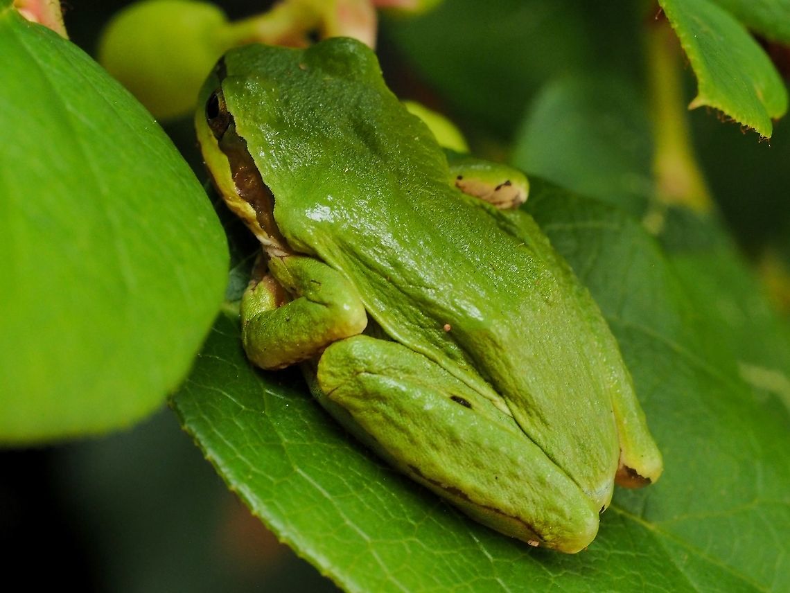 Please Do Not Disturb! A Pacific Tree Frog, waiting!<br />
<br />
<figure class="photo"><a href="https://www.jungledragon.com/image/97750/if_i_dont_move_you_cant_see_me.html" title="If I Don&rsquo;t Move, You Can&rsquo;t See Me!"><img src="https://s3.amazonaws.com/media.jungledragon.com/images/2839/97750_thumb.jpeg?AWSAccessKeyId=05GMT0V3GWVNE7GGM1R2&Expires=1763596810&Signature=MbLFWLDhT4DxS6BtLvXPoMotBco%3D" width="114" height="152" alt="If I Don&rsquo;t Move, You Can&rsquo;t See Me! A Pacific Tree Frog resting on a salal leaf.      <br />
https://www.jungledragon.com/image/97751/please_do_not_disturb.html Canada,Geotagged,Pacific tree frog,Pseudacris regilla,Summer" /></a></figure><br />
<br />
   Canada,Geotagged,Pacific tree frog,Pseudacris regilla,Summer