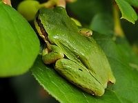 Please Do Not Disturb! A Pacific Tree Frog, waiting!<br />
<br />
https://www.jungledragon.com/image/97750/if_i_dont_move_you_cant_see_me.html<br />
<br />
   Canada,Geotagged,Pacific tree frog,Pseudacris regilla,Summer