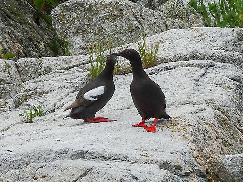 A Couple of Pigeon Guillemots. We have seen these birds around our house but never on Centre Islet before. A nesting site, perhaps? It makes me wonder what they think when they see their bright red feet!                           Canada,Cepphus columba,Geotagged,Pigeon guillemot,Summer