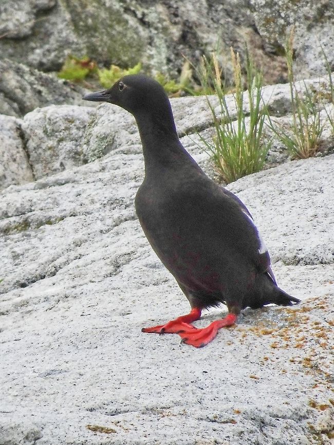 A Lone Pigeon Guillemot. One of at least four residing on Centre Islet. Canada,Cepphus columba,Geotagged,Pigeon guillemot,Summer