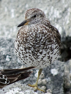 A Closer Look at a Surfbird. On one leg amongst many of its friends. In summer or breeding plumage.        
  https://www.jungledragon.com/image/97883/resting.html                Calidris virgata,Canada,Geotagged,Summer,Surfbird