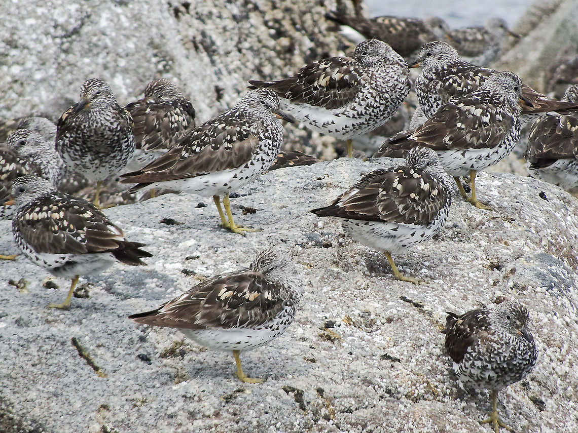 Resting!  A small portion of a much larger flock of Surfbirds. Approaching by a small boat made it quite easy to get close. Calidris virgata,Canada,Geotagged,Summer,Surfbird