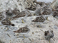 Resting! A small portion of a much larger flock of Surfbirds. Approaching by a small boat made it quite easy to get close. Calidris virgata,Canada,Geotagged,Summer,Surfbird