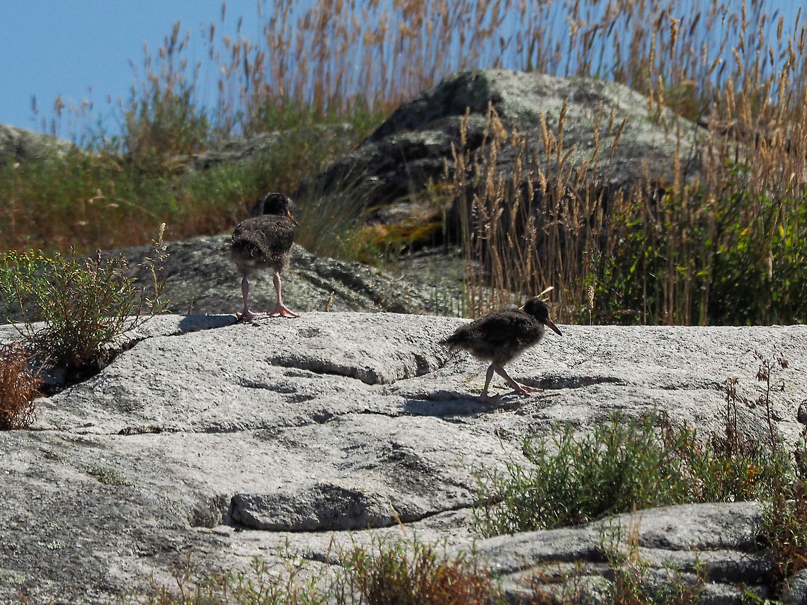 A Pair of Black Oystercatcher Chicks. Centre Islet, where this photo was taken, has always had at least one couple of nesting Black Oystercatchers. This year there are many and the island is very noisy with the calls of the adults and the young. This pair of chicks is scrambling to safety escaping from the prying eyes of some birdwatching, boat riding visitors. Black oystercatcher,Canada,Geotagged,Haematopus bachmani,Summer