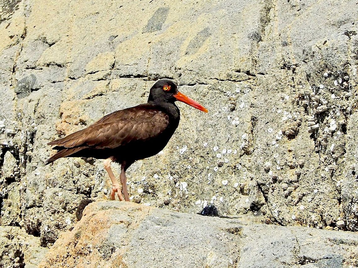 A Vigilante Parent. One of the many adult Black Oystercatchers on Centre Islet watching over the chicks as they try scampering up the rocks &ldquo;to safety&rdquo;. Black oystercatcher,Canada,Geotagged,Haematopus bachmani,Summer