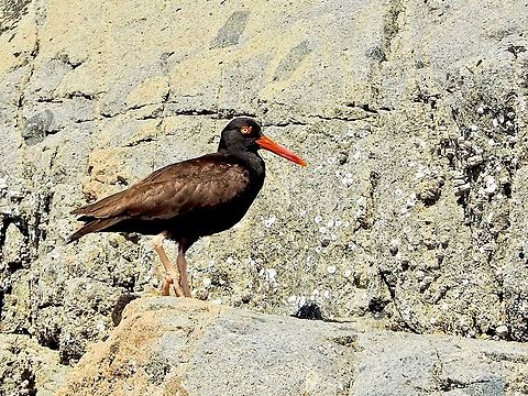 A Vigilante Parent. One of the many adult Black Oystercatchers on Centre Islet watching over the chicks as they try scampering up the rocks &ldquo;to safety&rdquo;. Black oystercatcher,Canada,Geotagged,Haematopus bachmani,Summer