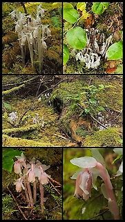 Indian Pipe, Corpse Plant or Ghost Plant Montage. I returned to one of my favourite places (tempted to use “haunts”) to see how the Monotropa uniflora was doing. As can be seen from this montage it is doing very well. No one has harvested it this year and it has spread to both sides of the trail. It was interesting to see the pink hued variation. Pretty? There were many more plants than presented here. The image at the top right shows last year’s blossoms still standing.  Canada,Geotagged,Ghost Plant,Monotropa uniflora