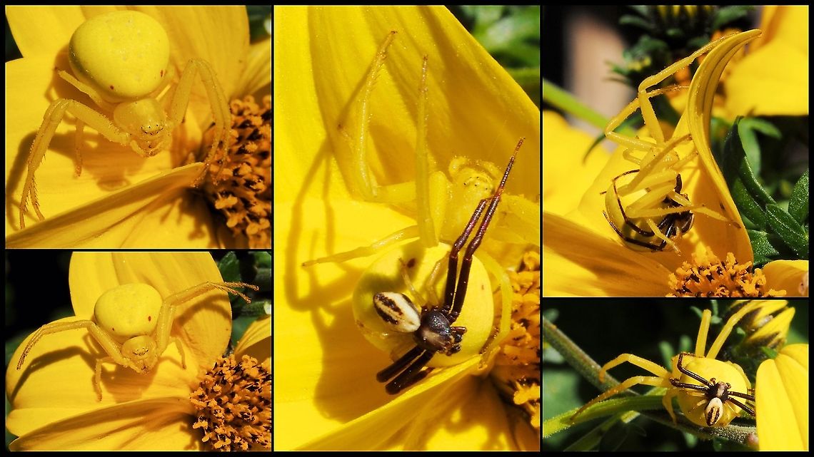 A Mating Pair of Misumena vatia While enjoying lunch on our deck my wife pointed out the female crab spider on a blossom. Initially it was quite relaxed but when any sort of insect flew by it immediately stretched out its forelegs. After a time I noticed a smaller spider getting closer and closer till it started crawling over the female. Only then did I realize it was a male. The pair got tired of me watching and crawled into the darker recesses! Canada,Geotagged,Goldenrod crab spider,Misumena vatia