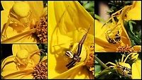 A Mating Pair of Misumena vatia While enjoying lunch on our deck my wife pointed out the female crab spider on a blossom. Initially it was quite relaxed but when any sort of insect flew by it immediately stretched out its forelegs. After a time I noticed a smaller spider getting closer and closer till it started crawling over the female. Only then did I realize it was a male. The pair got tired of me watching and crawled into the darker recesses! Canada,Geotagged,Goldenrod crab spider,Misumena vatia