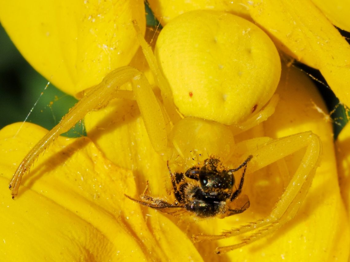A Female Crab Spider with Prey. This photo was taken 2 1/2 hours after this sequence,<br />
<br />
<figure class="photo"><a href="https://www.jungledragon.com/image/98087/a_mating_pair_of_misumena_vatia.html" title="A Mating Pair of Misumena vatia"><img src="https://s3.amazonaws.com/media.jungledragon.com/images/2839/98087_thumb.jpeg?AWSAccessKeyId=05GMT0V3GWVNE7GGM1R2&Expires=1759968010&Signature=w4PMeI62Sadw5E0mVpcn9GSO9dI%3D" width="200" height="114" alt="A Mating Pair of Misumena vatia While enjoying lunch on our deck my wife pointed out the female crab spider on a blossom. Initially it was quite relaxed but when any sort of insect flew by it immediately stretched out its forelegs. After a time I noticed a smaller spider getting closer and closer till it started crawling over the female. Only then did I realize it was a male. The pair got tired of me watching and crawled into the darker recesses! Canada,Geotagged,Goldenrod crab spider,Misumena vatia" /></a></figure><br />
<br />
No comment!<br />
    Canada,Geotagged,Goldenrod crab spider,Misumena vatia,Summer