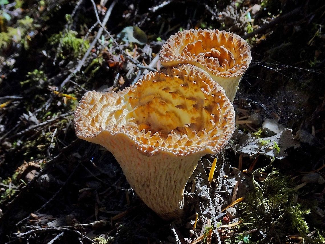 Revisited! One year, nearly to the day, since I found this &lsquo;shroom I returned to find three.                       Canada,Geotagged,Summer,Turbinellus kauffmanii