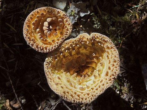 A Top View! Interesting how the larger “scales” are toward the center. A defining feature of this mushroom. Canada,Geotagged,Summer,Turbinellus kauffmanii