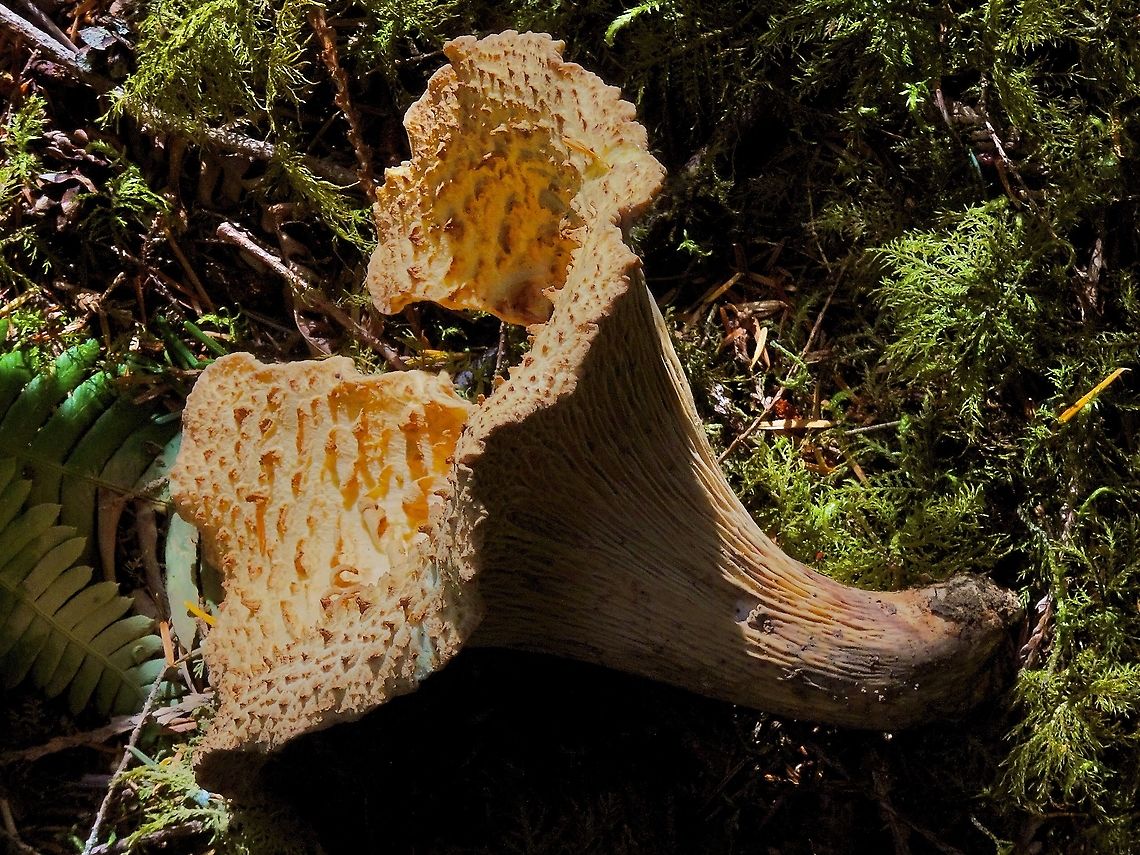 A Large One! This specimen picked, not by me, and left was at least 20cm across. Impressive! Canada,Geotagged,Summer,Turbinellus kauffmanii