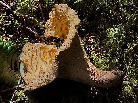 A Large One! This specimen picked, not by me, and left was at least 20cm across. Impressive! Canada,Geotagged,Summer,Turbinellus kauffmanii