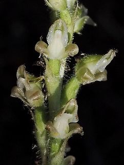 The Flowers... Finally! I consider myself quite lucky to get this photo. It seems that unknown to me the deer seem to like to eat these flowers. The stalk that I had been watching for weeks is now a bare stick only 10cm high! And this one was in the sunshine. It seems the deer and I are not the only things interested in these flowers. How many little insects can you count? Canada,Geotagged,Goodyera oblongifolia,Summer,western rattlesnake plantain