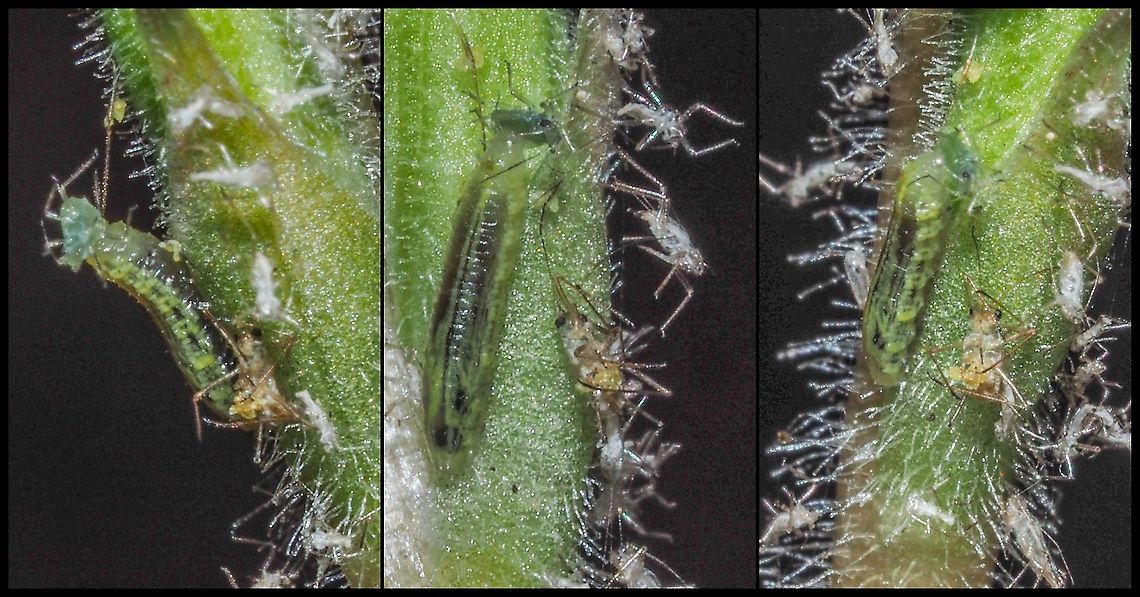 Friend or Foe? I followed Christine Young&rsquo;s advice and went back to the Western Rattlesnake Plantain to take some closer photos of the insect &ldquo;residents&rdquo;. There were many seemingly dead bodies of what appeared to be globular springtails and one very green caterpillar/worm. It has been very dry lately and the springtails dehydrate and die but I believe that this other inhabitant may be contributing to their demise. No ideas at all on what it is or what it will be &ldquo;when it grows up&rdquo;! Canada,Geotagged