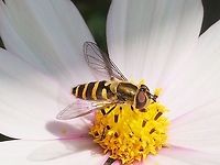 A Common(?) Flower Fly. I have inserted the question mark because to me this fly is not so common. This one is a female because the eyes are separate and have yellow femora.  Canada,Geotagged,Summer,Syrphus ribesii