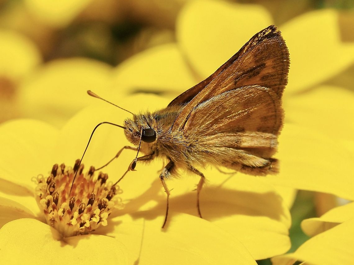 A Woodland Skipper! Busy! Canada,Geotagged,Ochlodes sylvanoides,Summer