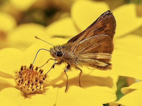 A Woodland Skipper! Busy! Canada,Geotagged,Ochlodes sylvanoides,Summer