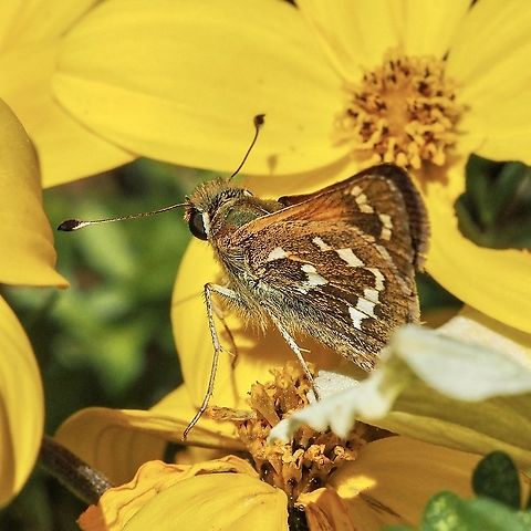 A Common Branded Skipper. Hesperia comma ssp. oregonia. Canada,Common branded skipper,Geotagged,Hesperia comma,Summer